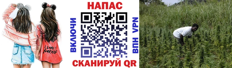 Каннабис OG Kush  Лосино-Петровский 
